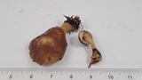 Rhodocollybia butyracea image