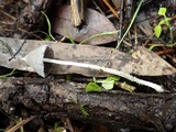 Coprinopsis marcescibilis image