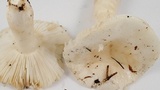 Russula cremoricolor image