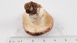 Russula cyanoxantha image