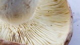 Russula cyanoxantha image