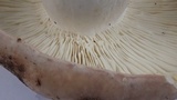 Russula cyanoxantha image