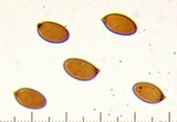 Hypholoma capnoides image