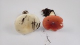 Russula silvicola image