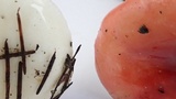 Russula silvicola image