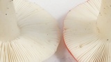 Russula silvicola image