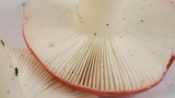 Russula silvicola image