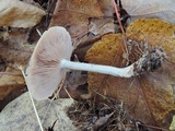 Entoloma albidum image