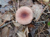 Lactarius quietus image