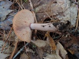 Lactarius quietus image