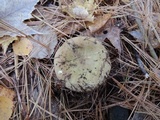 Russula clavipes image