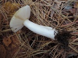 Russula clavipes image