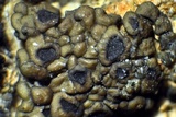 Acarospora americana image