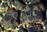Acarospora americana image