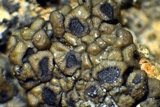 Acarospora americana image