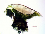 Acarospora americana image