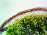 Acarospora americana image