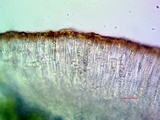 Acarospora americana image