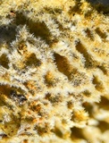 Coltriciella dependens image