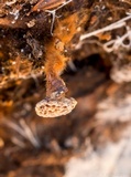 Coltriciella dependens image