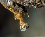Coltriciella dependens image