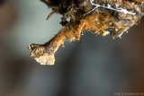 Coltriciella dependens image
