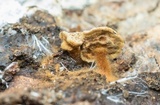 Coltriciella dependens image
