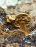Coltriciella dependens image