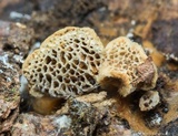 Coltriciella dependens image
