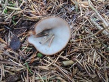 Humaria hemisphaerica image
