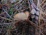 Humaria hemisphaerica image