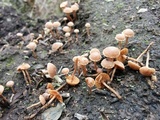 Tubaria conspersa image