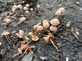 Tubaria conspersa image