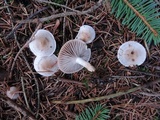 Hygrophorus odoratus image
