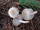 Hygrophorus odoratus image