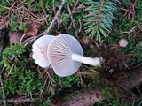 Hygrophorus odoratus image