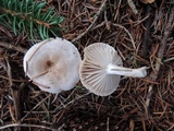 Hygrophorus odoratus image