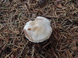 Hygrophorus odoratus image