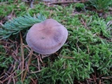 Cortinarius anomalus image