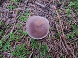 Cortinarius anomalus image