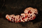 Hydnellum peckii image