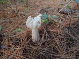 Helvella crispa image