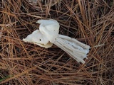 Helvella crispa image