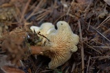 Hygrophoropsis aurantiaca image