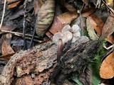 Gymnopus brassicolens var. brassicolens image
