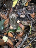 Gymnopus brassicolens var. brassicolens image