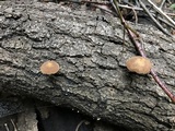Simocybe centunculus var. centunculus image