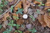 Clitocybe hygrophoroides image