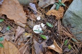 Clitocybe hygrophoroides image