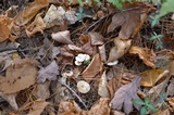 Clitocybe hygrophoroides image